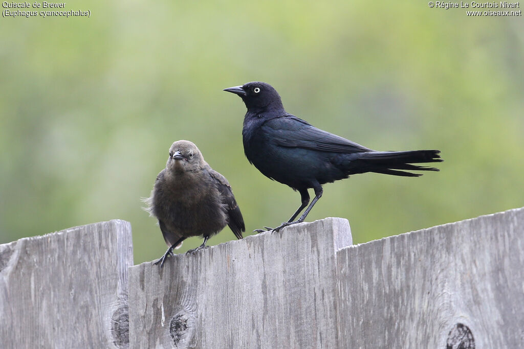 Brewer's Blackbird