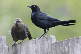 Brewer's Blackbird