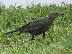 Brewer's Blackbird