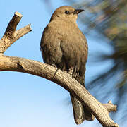 Brewer's Blackbird