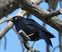 Brewer's Blackbird