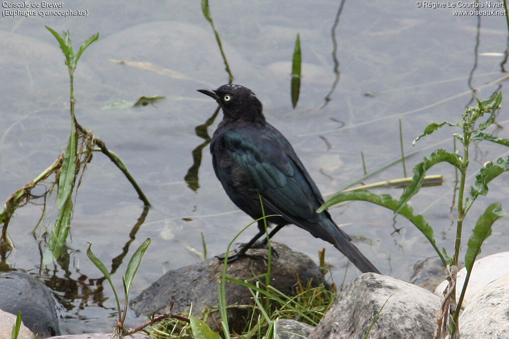 Brewer's Blackbird male adult, identification