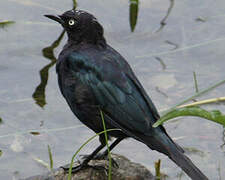 Brewer's Blackbird