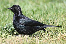 Brewer's Blackbird