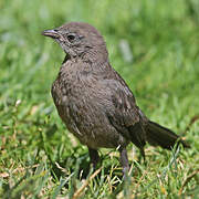 Brewer's Blackbird