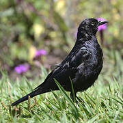 Brewer's Blackbird