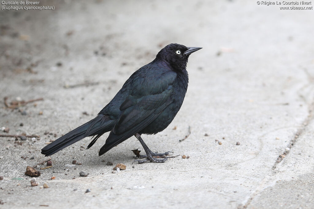 Brewer's Blackbird male adult