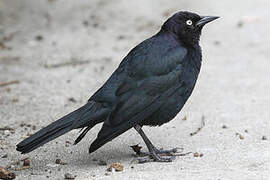 Brewer's Blackbird