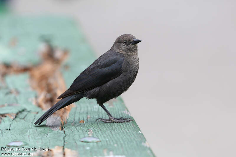 Brewer's Blackbird female adult, identification