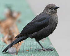 Brewer's Blackbird