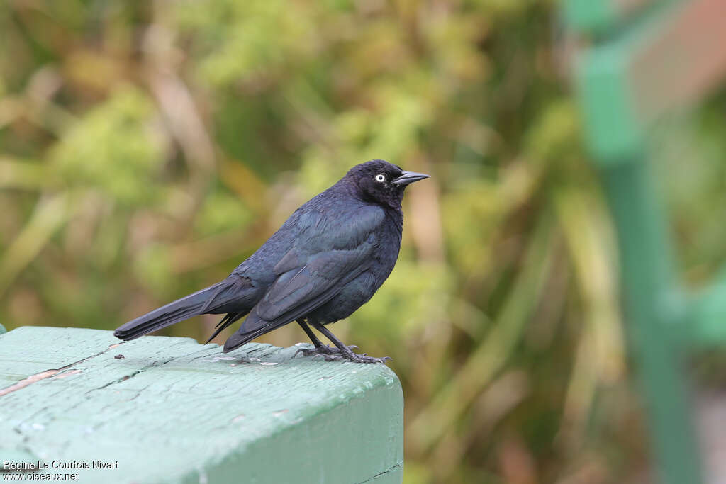 Brewer's Blackbird male adult, identification