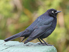 Brewer's Blackbird