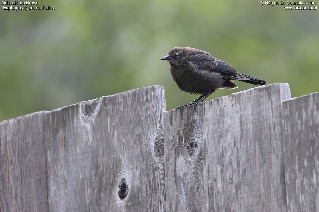 Brewer's Blackbirdjuvenile