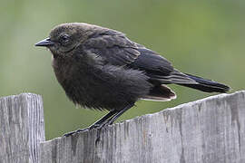 Brewer's Blackbird