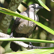 Carib Grackle