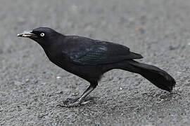 Carib Grackle