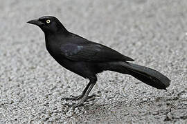 Carib Grackle