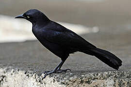 Carib Grackle