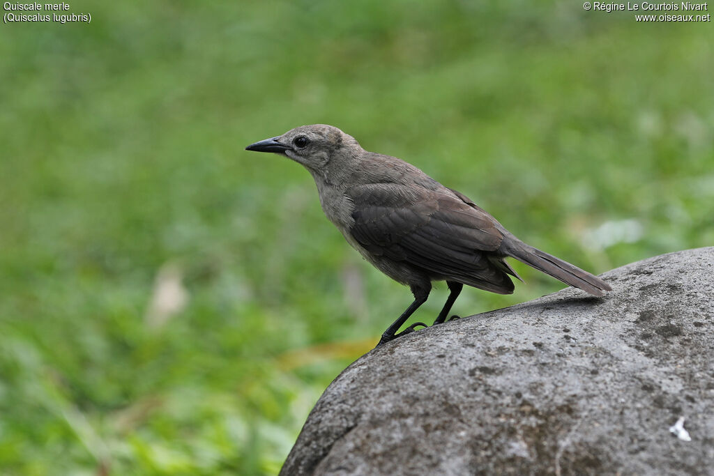 Carib Grackleimmature