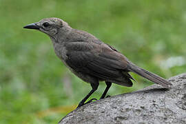 Carib Grackle