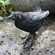 Carib Grackle