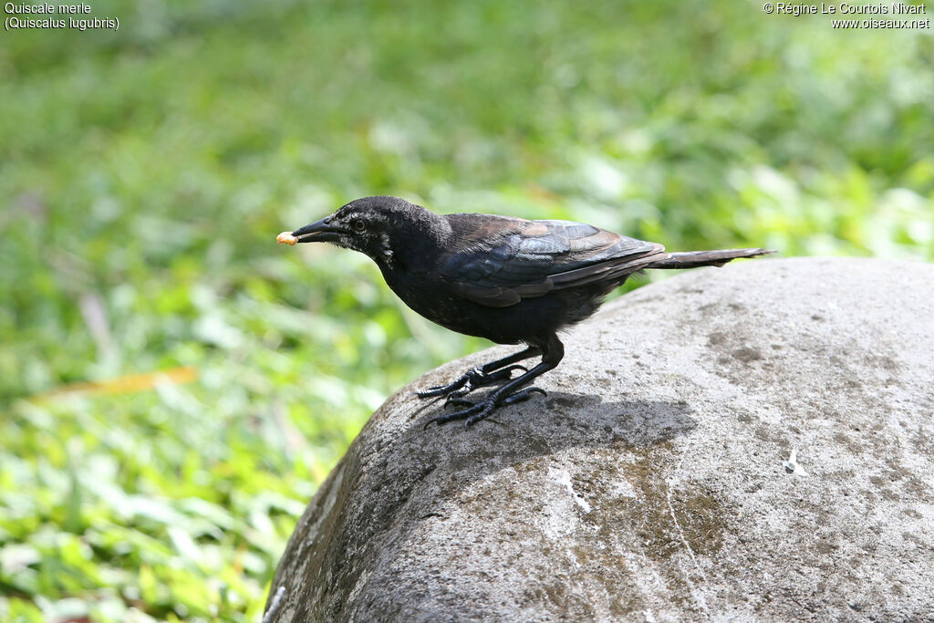 Quiscale merle mâle immature