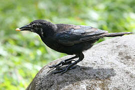 Carib Grackle