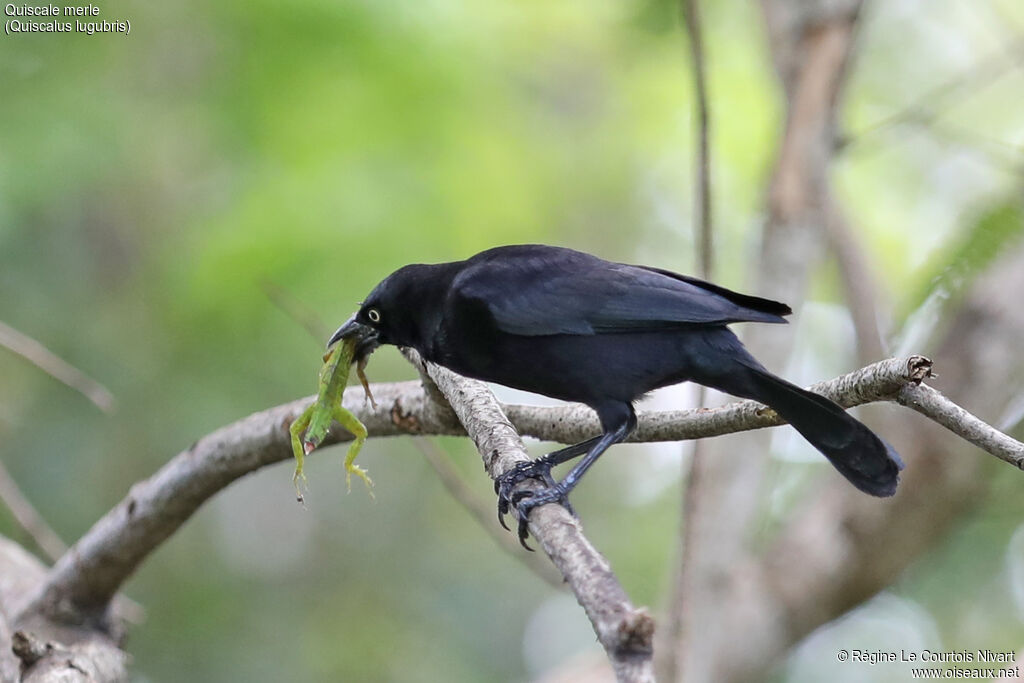 Carib Grackle male adult, feeding habits