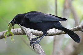 Carib Grackle