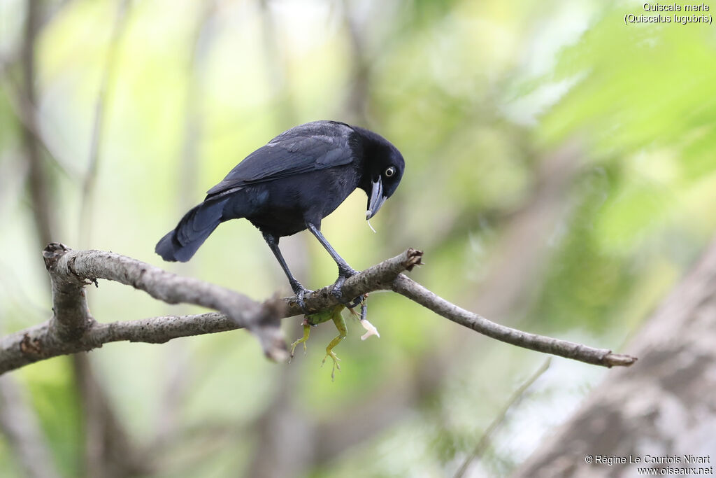 Carib Grackle male adult, feeding habits