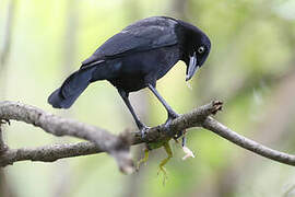 Carib Grackle