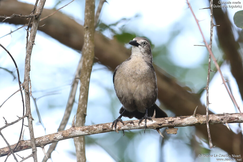 Carib Grackle female adult