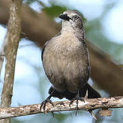 Carib Grackle