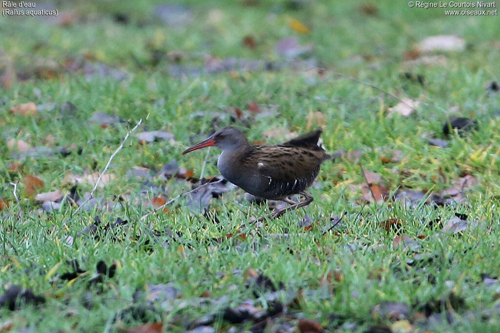 Water Rail