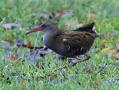 Water Rail