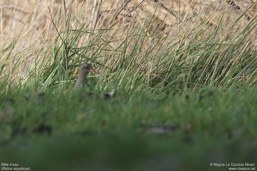 Water Rail