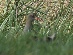 Water Rail