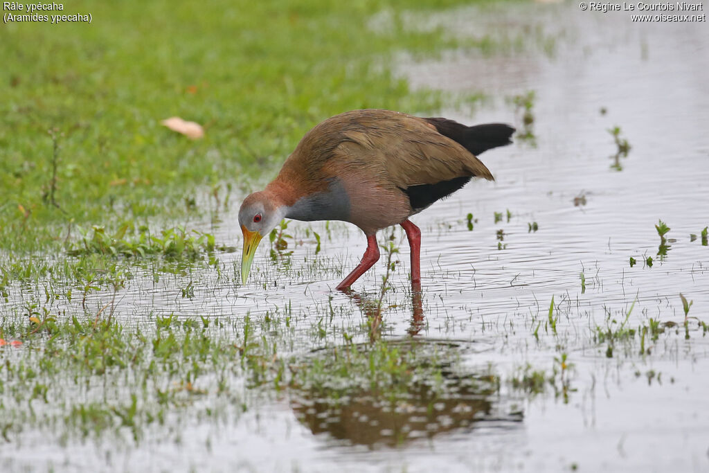 Râle ypécaha