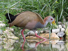 Giant Wood Rail