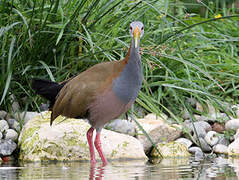 Giant Wood Rail