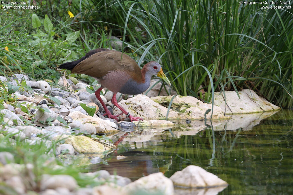 Giant Wood Rail