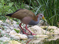 Giant Wood Rail