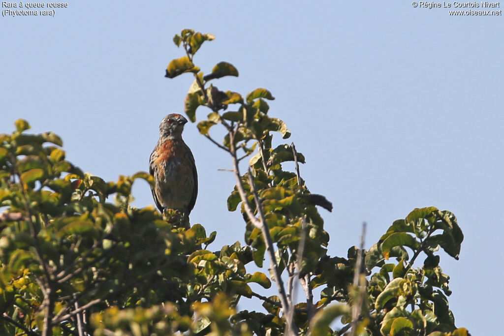 Rufous-tailed Plantcutter