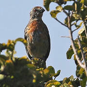 Rufous-tailed Plantcutter