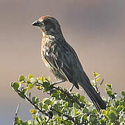 Rufous-tailed Plantcutter