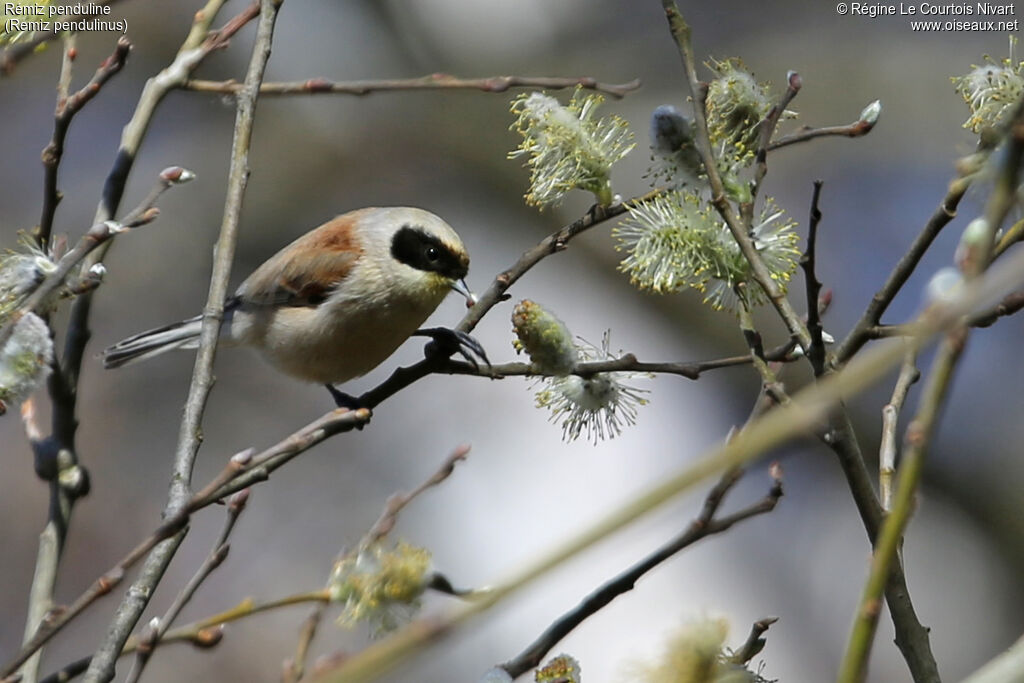 Rémiz penduline