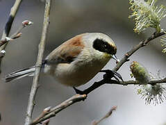 Eurasian Penduline Tit