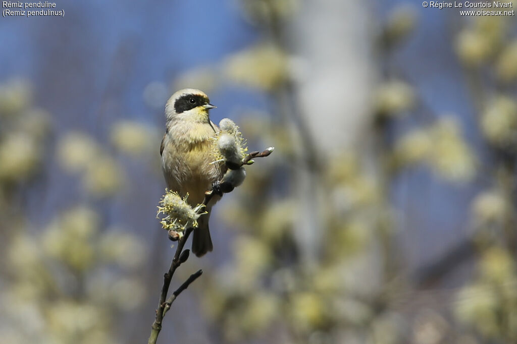 Eurasian Penduline Tit