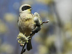 Eurasian Penduline Tit