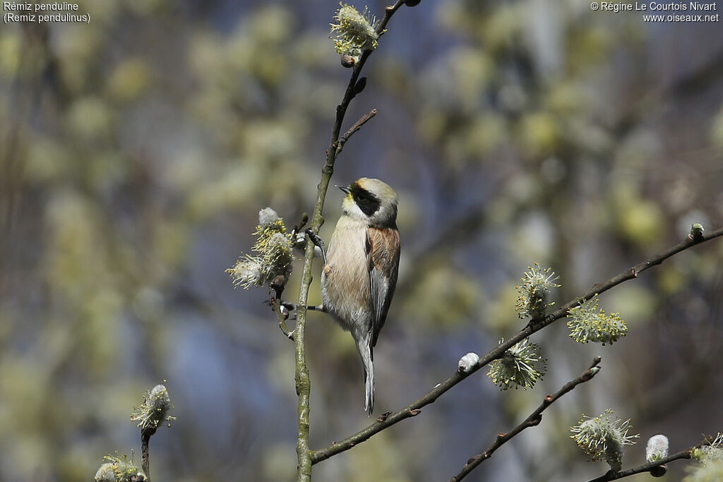 Rémiz penduline